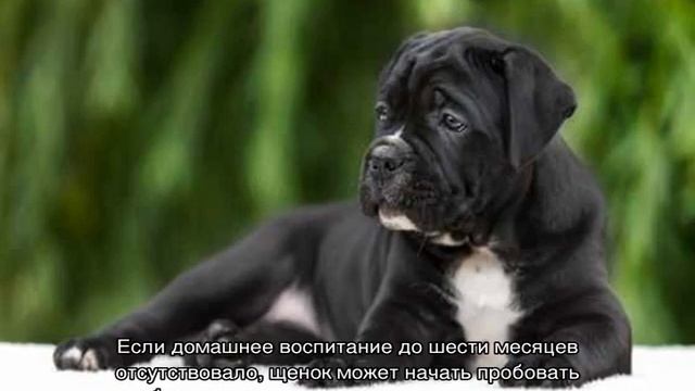 Дрессировка кане-корсо в домашних условиях