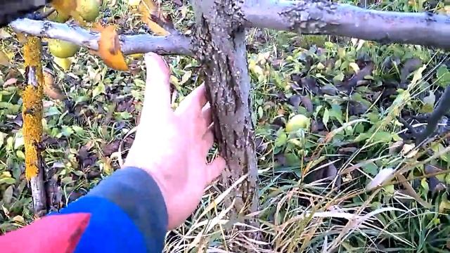 Груша сорт Золотоворотская - золотая груша нашего сада. Плодоношение груши, съем плодов. смотреть онлайн