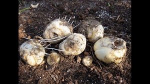 Рябчик императорский. Выращивание и уход.