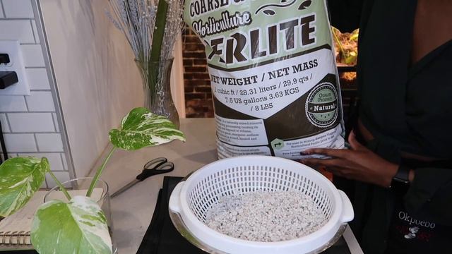 Rehabbing my monstera albo смотреть онлайн