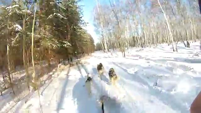 упряжка 4 собаки, тренировка, 8.2 километра смотреть онлайн