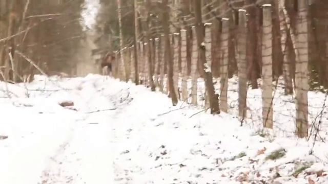Лось смотреть онлайн