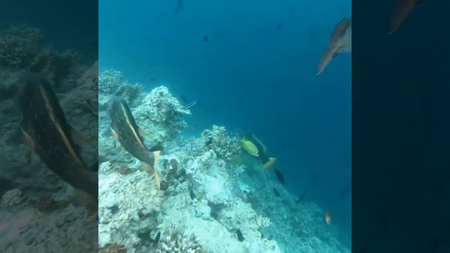 Maledives, Ari Atoll, Safari Island, 11/2019 Part2 смотреть онлайн