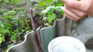 Размножение деревьев черенками