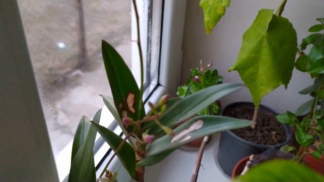 КОМНАТНЫЙ ЦВЕТНИК. ЦВЕТУЩИЕ РАСТЕНИЯ НА ВОСТОЧНОМ ОКНЕ смотреть онлайн