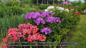 Флокс метельчатый: сорта, посадка и уход