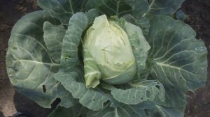 Капуста ультраранняя Парел F1