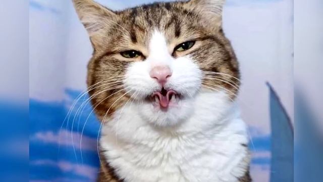 Загадочные существа! Новости в мире животных! смотреть онлайн