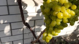 Виноград Алёшенькин.