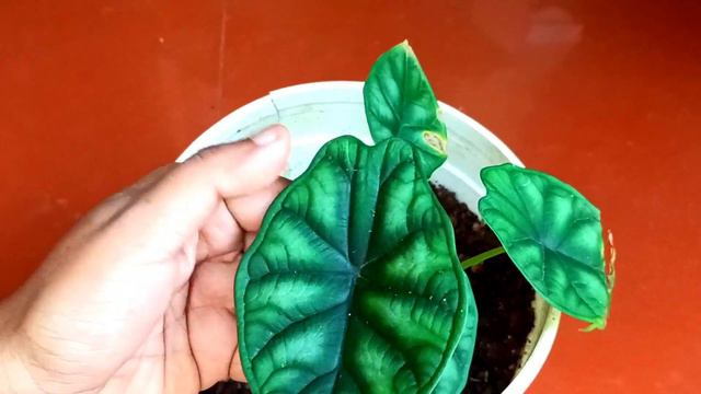 Alocasia varieties and its complete care смотреть онлайн
