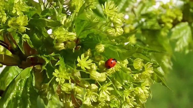 Весна торжествует. Цветущий клен/Spring triumphs. Blossom maple смотреть онлайн