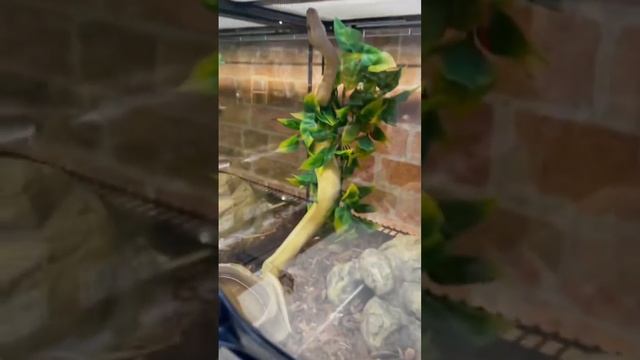 Почему МЫШЬ НЕЛЬЗЯ В МИКРОВОЛНОВКУ? смотреть онлайн