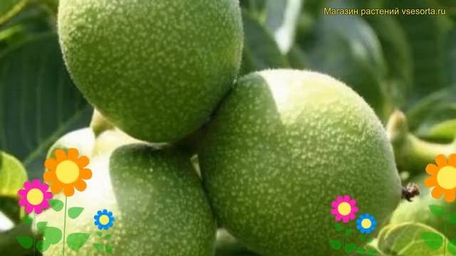 Грецкий орех обыкновенный Минский. Краткий обзор, описание характеристик, где купить саженцы Мински смотреть онлайн