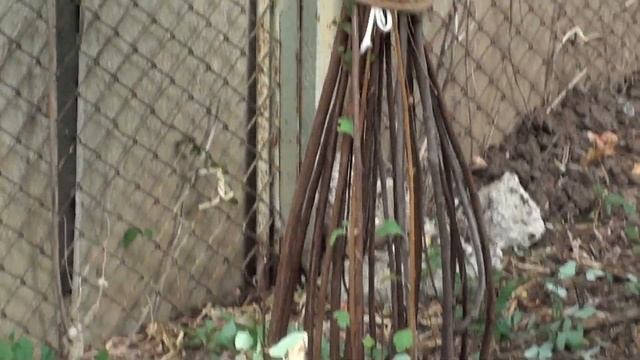 Обрезка и формирование Спиреи Вангутта.Посадка хост. смотреть онлайн