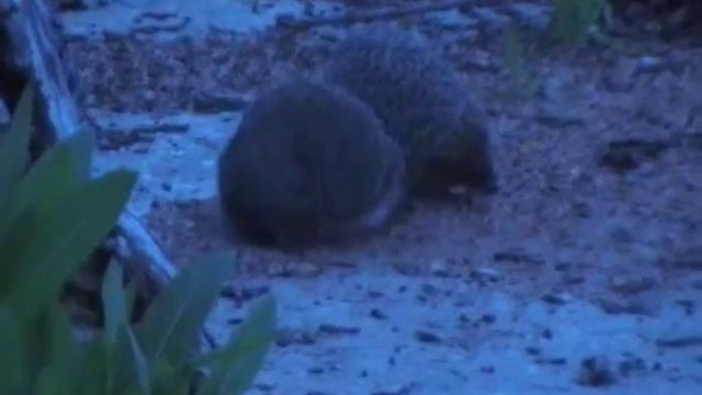 Ежи отжигают смотреть онлайн