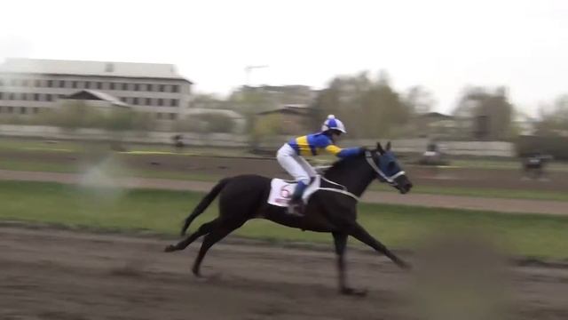 Скачки. Красноярский ипподром смотреть онлайн