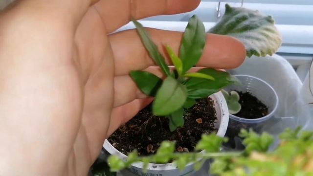 Новые вайи у папоротников и ещё немного цветочного ассорти! смотреть онлайн