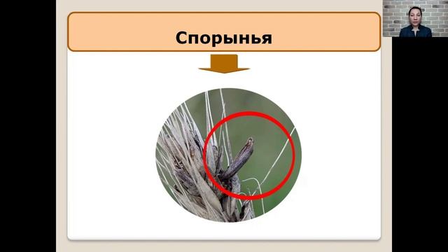 Грибы паразиты 5 класс смотреть онлайн