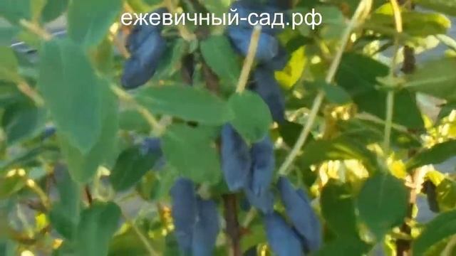 Канадская жимолость Бореал Бист. смотреть онлайн