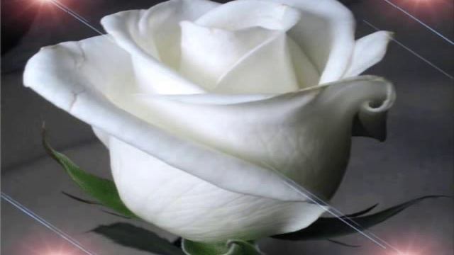 Ю Шатунов, От белых роз сойти с ума смотреть онлайн