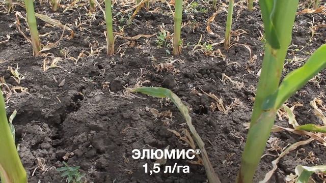 ЭЛЮМИС® 35 дней после обработки, Оренбург смотреть онлайн