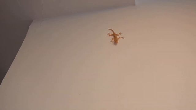 Гекконы в отеле Шератон 5*/Geckos In The Sheraton Hotel 5*. Египет/Egypt (part 2).