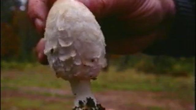 a28 Coprinus comatus смотреть онлайн