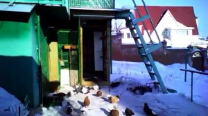 мои голуби из луганской области