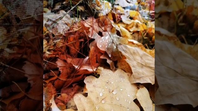 осень - рыжая лисица.... . смотреть онлайн