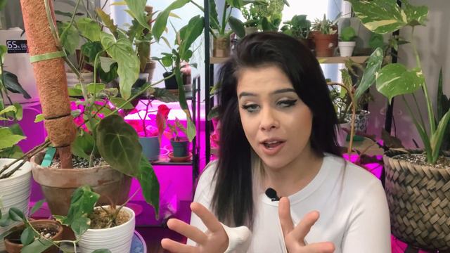 Abolish Spider-mites! | The Winter Plant STRUGGLE! | Plant Pest Treatment That Actually Works!