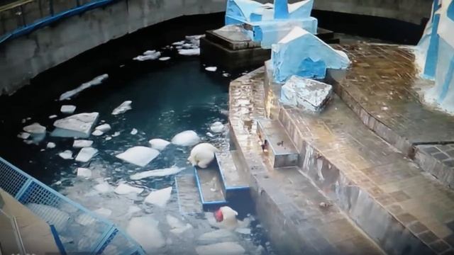 Медвежата плавают вдвоём и резвятся 12.04.2020 (снято с веб-камеры)