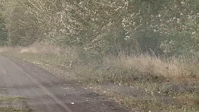 Лиса смотреть онлайн