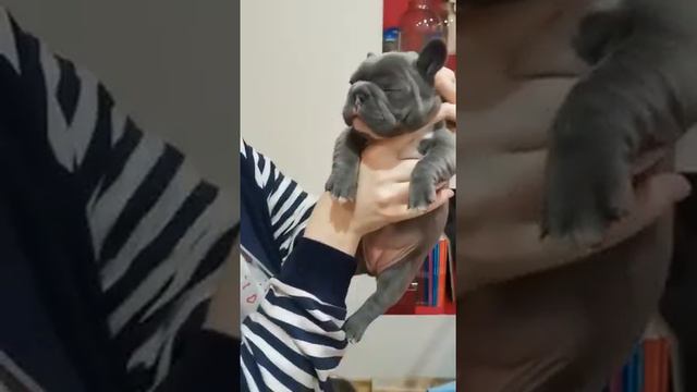 Девочка нашего Басты. Французский бульдог смотреть онлайн