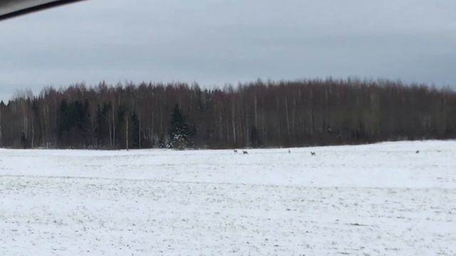 Косули. смотреть онлайн