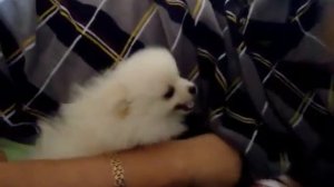 Осторожно!!! Очень злой шпиц)))