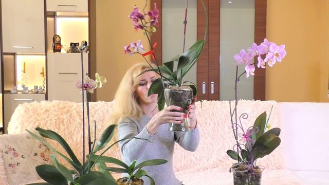 КОРНИ в ЗАКРЫТОЙ СИСТЕМЕ. Цикл видео о состоянии корней в разных системах посадки. Часть 1. смотреть онлайн