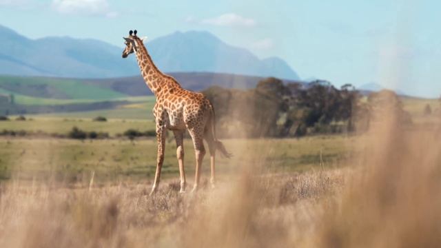 ФАКТЫ О ЖИРАФАХ КОТОРЫЕ ВАС УДИВЯТ | ЖИВОТНЫЕ И ФАКТЫ #проживотных #животные смотреть онлайн