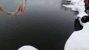 Микроджиг.Watatsumi AJING 610 S