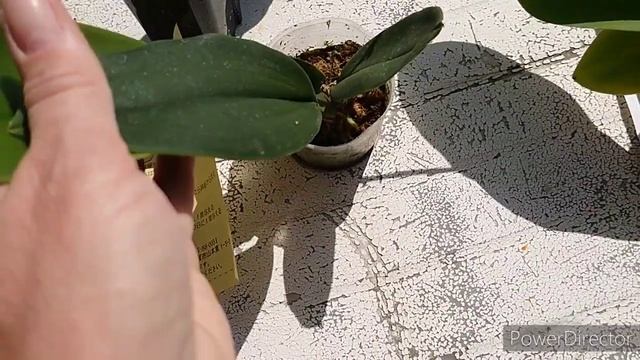 Покупки в выставки орхидей в Токио. смотреть онлайн