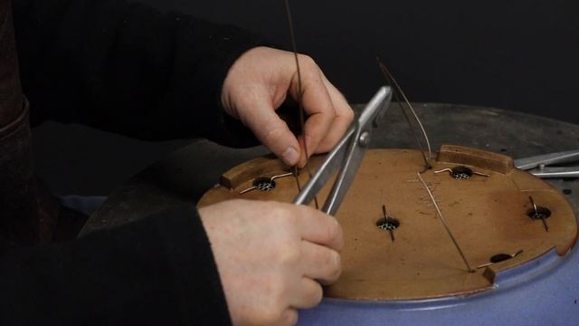 Spring Techniques For Camellia Bonsai