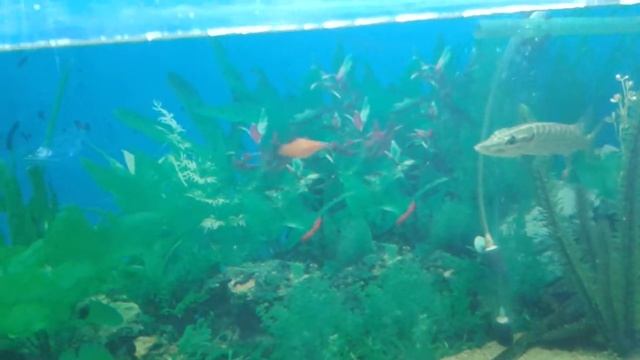 Кормление щуки смотреть онлайн