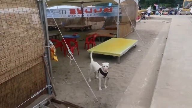 СНЯЛИ КОМНАТКУ НА ПЛЯЖЕ | ГУЛЯЕМ В ПУСАНЕ | ОТДЫХ В КОРЕЕ | Южная Корея | An Yana смотреть онлайн