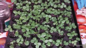 ЧЕМ ПОДКОРМИТЬ КЛУБНИКУ ВЕСНОЙ. ЧЕМ ПОДКОРМИТЬ РАССАДУ ЗЕМЛЯНИКИ