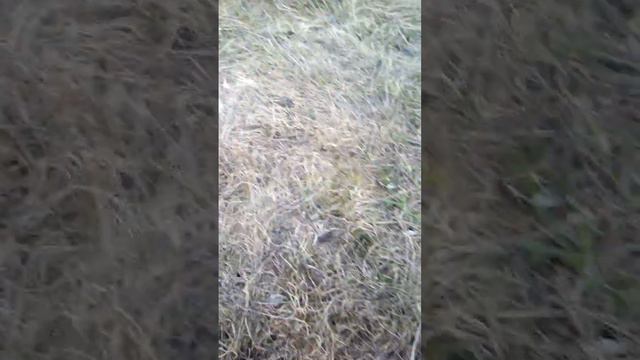 тест стальных шариков в штанах и проверка на прочность пальцев на руках. смотреть онлайн