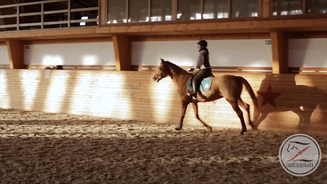 Тренировка конкур в КСК Звёздный