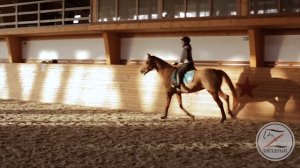 Тренировка конкур в КСК Звёздный