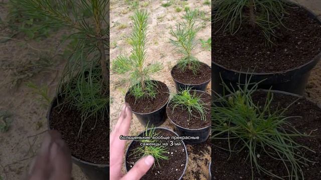 Сосны из семян растут очень быстро