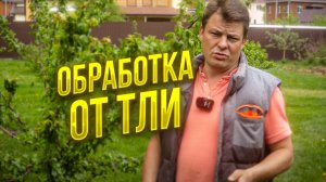 Тля может погубить молодые побеги, обработка от тли, баковая смесь