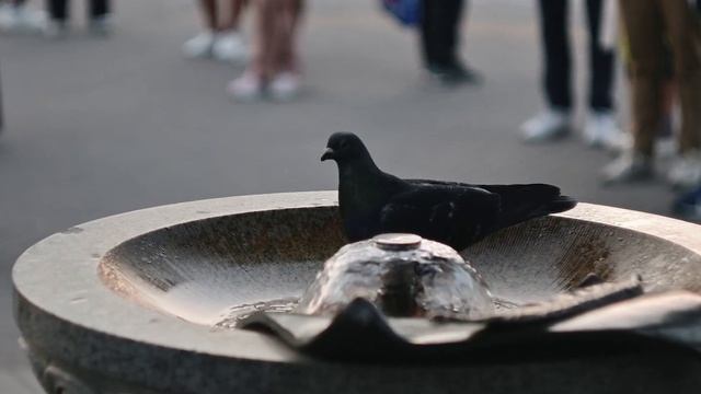 Helios 44-2 на Nikon Z50 - Cinematic Video