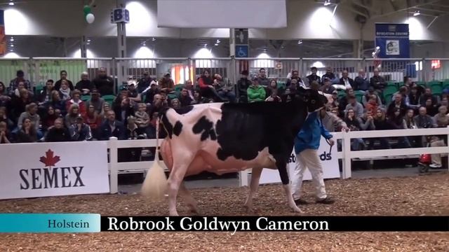 #1 FG Caramba MASTERRIND EXCLUSIVE - DIE AUKTION смотреть онлайн